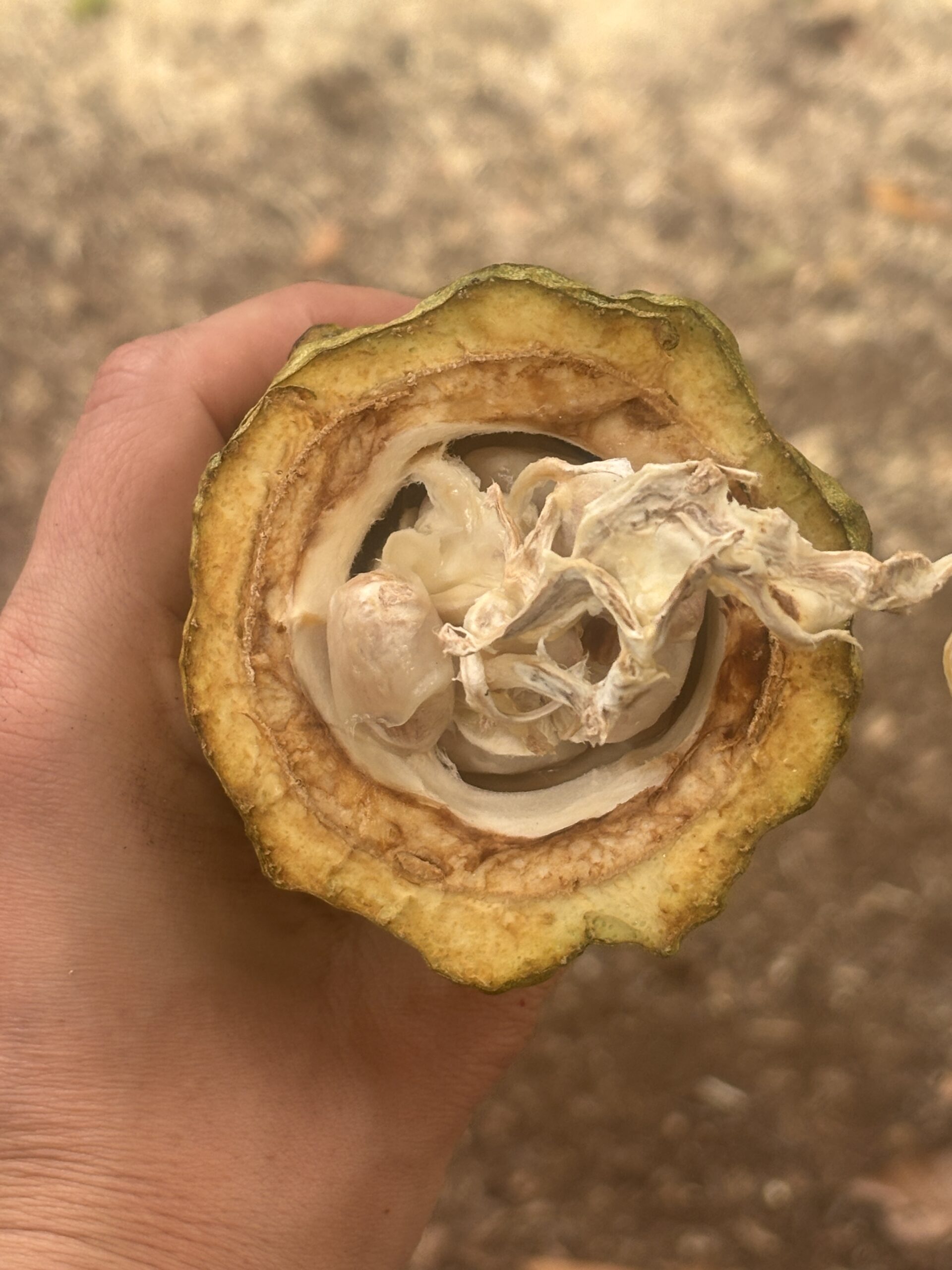Can Cacao Lower Cortisol? A Deeper, More Personal Look Through Ceremony