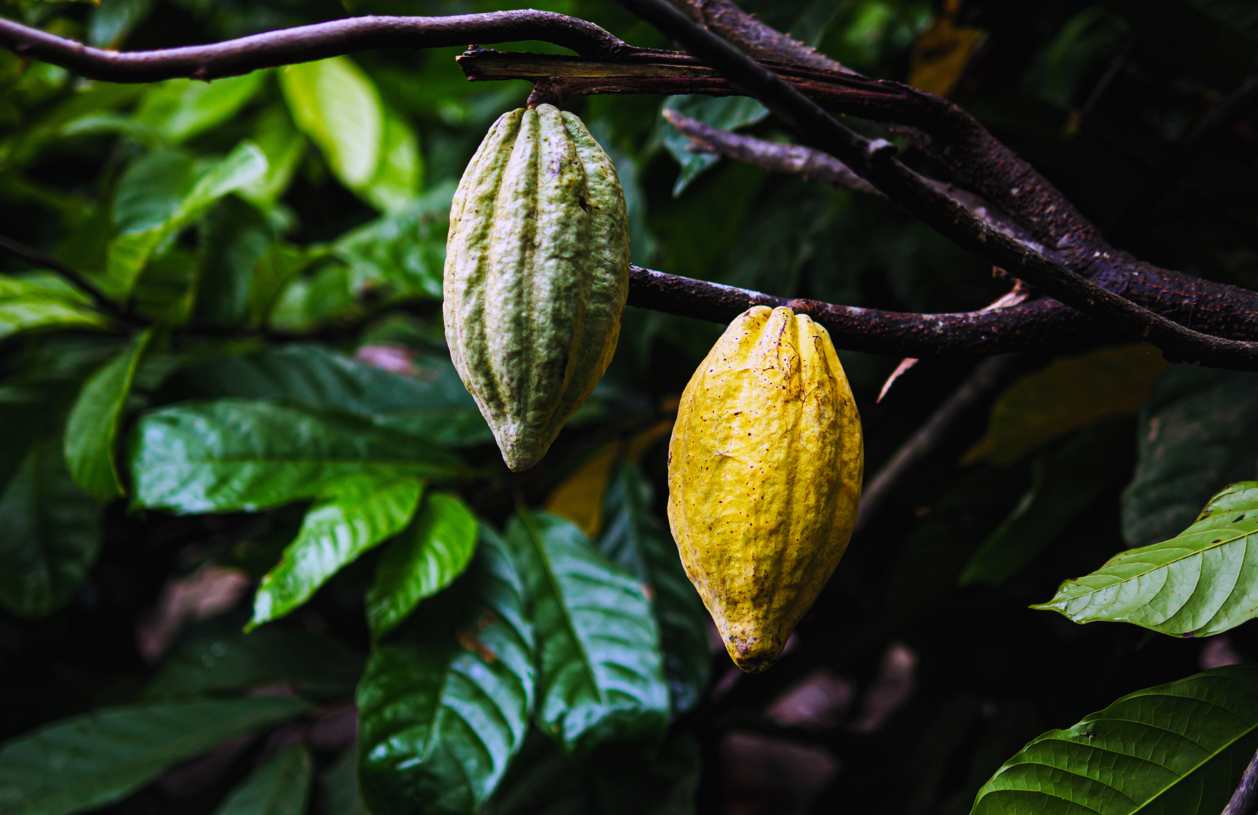 Cacao pod on tree, Flores Island